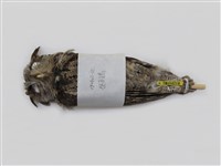 藏品(領角鴞)的圖片